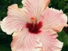 Hibiscus \'Giganormous\'