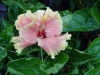 Hibiscus \'Golden Angel\'