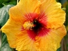 Hibiscus \'Golden Dreams\'