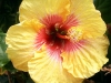 Hibiscus \'Golden Dreams\'