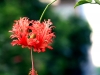 hschizopetalus