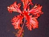 hschizopetalust