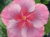 Hibiscus \'Joy\'