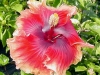 Hibiscus \'June\'s Dragon\'