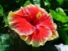 Hibiscus \'June\'s Joy\'