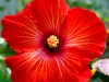 Hibiscus \'Jungle Fire\'