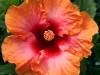 Mai Tai