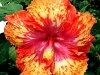 Hibiscus 'Mango Tango'
