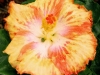 Hibiscus 'Mango Tango'