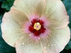Hibiscus 'Margarita'