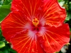 Hibiscus 'Mariachi'