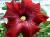 Hibiscus 'Matador'