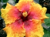 Hibiscus 'Maui Masterpiece'