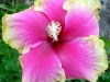 Hibiscus 'Melon Melange'