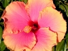 Hibiscus 'Melon Melange'