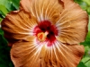 Mother Nature