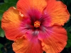 Hibiscus 'Muy Caliente'