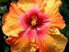 Hibiscus 'Muy Caliente'