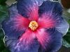 Hibiscus 'My Blue Heaven'