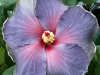 Hibiscus 'My Blue Heaven'