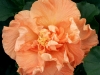 Peach Schnapps