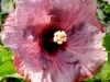 Petit Claret