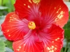 Hibiscus 'Picante'