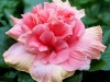 pinkdeliciousside