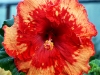 Pomp and Circumstance