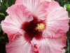Pretty in Pink