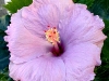PS Purple