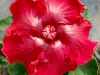reallyred