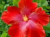 Red Giant