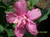 rose-of-sharron-fredom