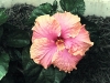 Ross Esty