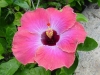Rum Runner