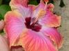 Rum Runner