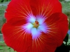 Saffron