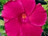 Scarlet Beauty