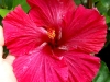 Scarlet Dragon