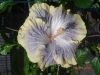 Hibiscus 'Silver Memories'