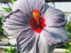 Hibiscus 'Silver Dollar'