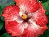 Hibiscus 'Silver Dragon'