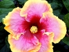 Hibiscus 'Simple Pleasures'