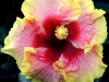 Hibiscus 'Simple Pleasures'