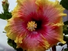 Hibiscus 'Simple Pleasures'