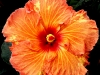 Hibiscus 'Single Again'
