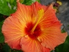 Hibiscus 'Single Again'