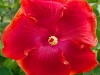 Hibiscus 'Sizzle'