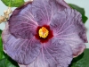 Hibiscus 'Sky'